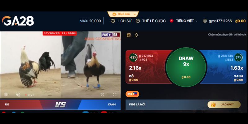 Đá gà GA28 Alo789 1 Hơn 200 trận đấu chọi gà mỗi ngày
